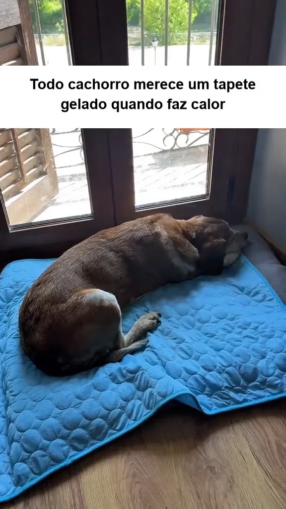 Três cachorros revezando-se no mesmo tapete gelado